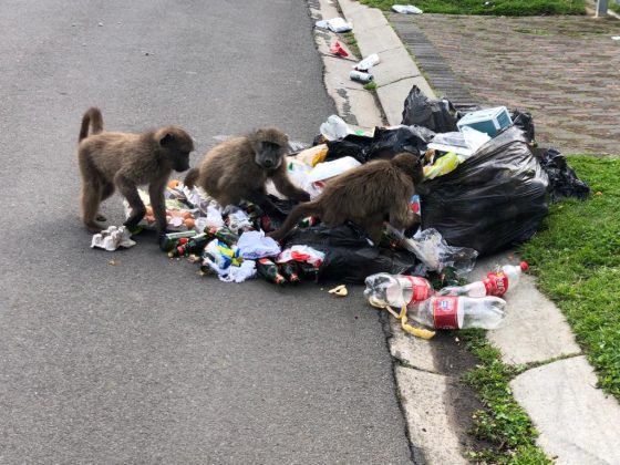 Use Baboon-Proof Bins