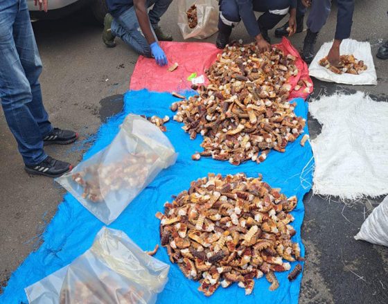 Suspects caught with thousands of crayfish tails