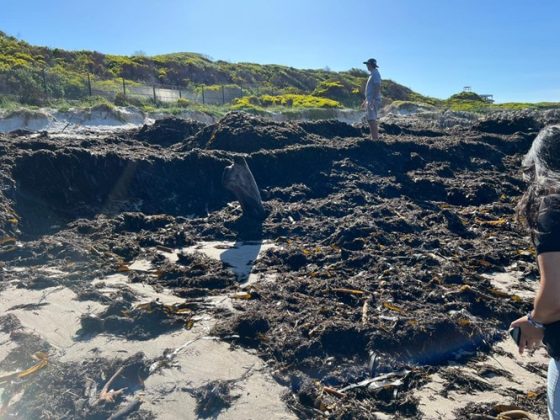 Controlled burn planned to clear debris at Onrus Beach