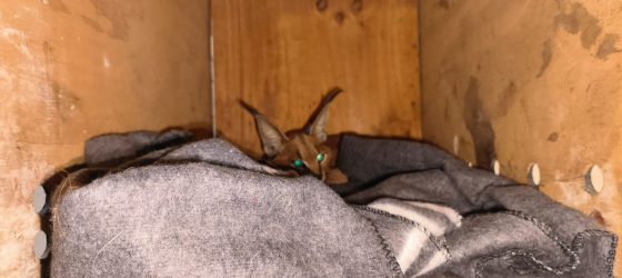 Wounded caracal found in Hermanus could not be saved