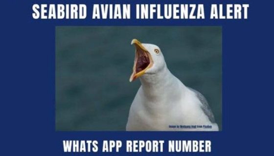 Avian Influenza – Look out for dead seabirds