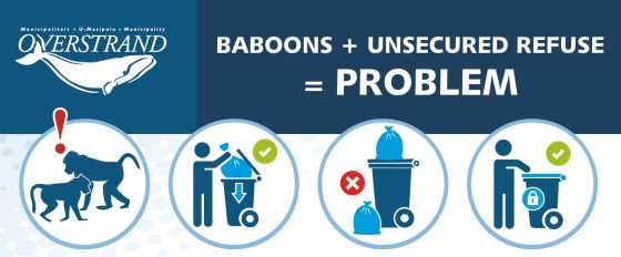 Update on Voëlklip Baboon troop