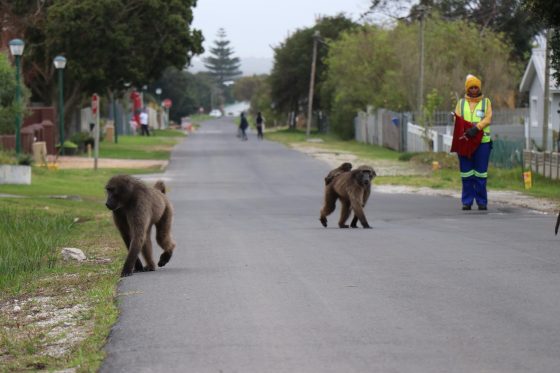Baboons’ Annual Visit to Kleinmond Underway