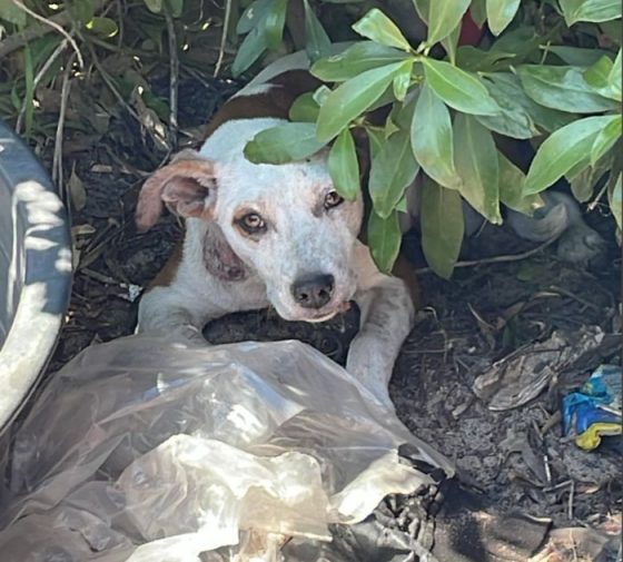 Canine Distemper Outbreak update