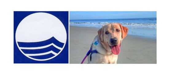 Municipality reminds dog owners of Blue Flag Beach regulations