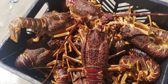 Crayfish season open dates